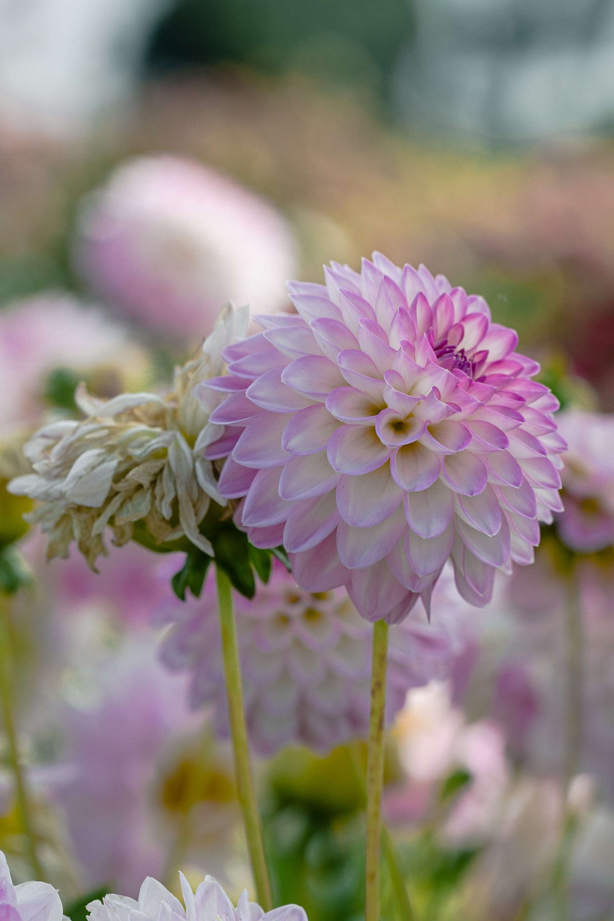 Dahlia 'Arbatax'